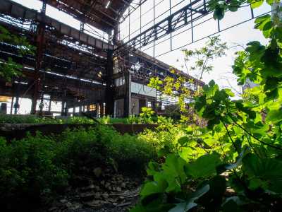 Ma ad un tratto veniamo sorpresi da una vista inaspettata: in alcuni punti la vegetazione incolta e lussureggiante � cresciuta prepotentemente, invadendo tutto ci� che la circonda